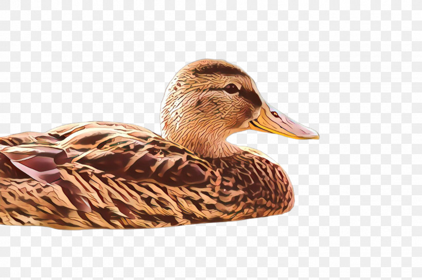 Bird Duck Water Bird Mallard Ducks, Geese And Swans, PNG, 2452x1632px, Bird, American Black Duck, Beak, Duck, Ducks Geese And Swans Download Free
