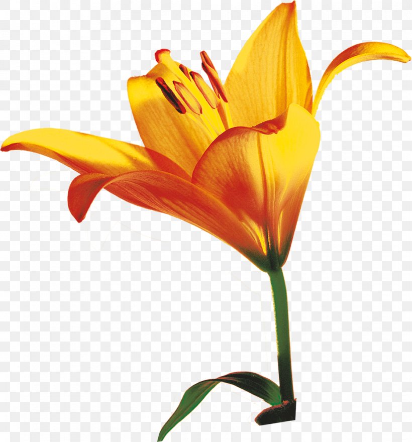 Lilium Bulbiferum Cut Flowers Plant Stem, PNG, 1117x1200px, Lilium Bulbiferum, Canna, Canna Family, Canna Lily, Cut Flowers Download Free