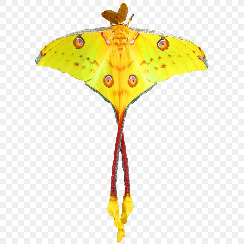 Monarch Butterfly Comet Moth Luna Moth, PNG, 600x820px, Monarch Butterfly, African Moon Moths, Arthropod, Brush Footed Butterfly, Brushfooted Butterflies Download Free