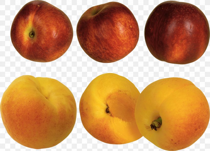 Peach Apricot Download, PNG, 3495x2513px, Nectarine, Apple, Apricot, Food, Fruit Download Free