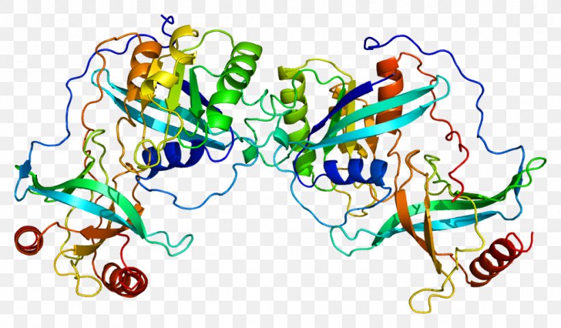 RANBP2 Protein Nucleoporin Karyopherin, PNG, 987x578px, Watercolor, Cartoon, Flower, Frame, Heart Download Free