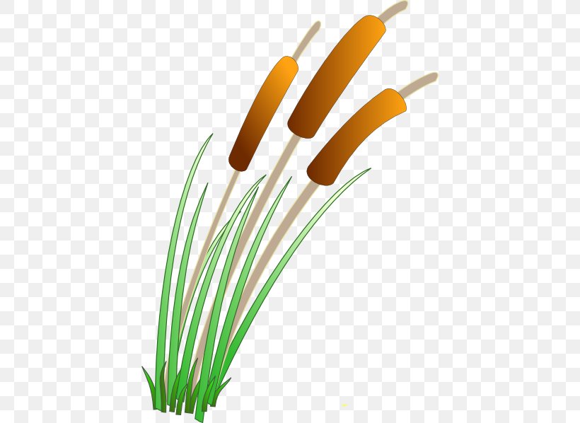 Cattail Wetland Pond Clip Art, PNG, 420x598px, Cattail, Aquatic Plant, Free Content, Grass, Plant Download Free