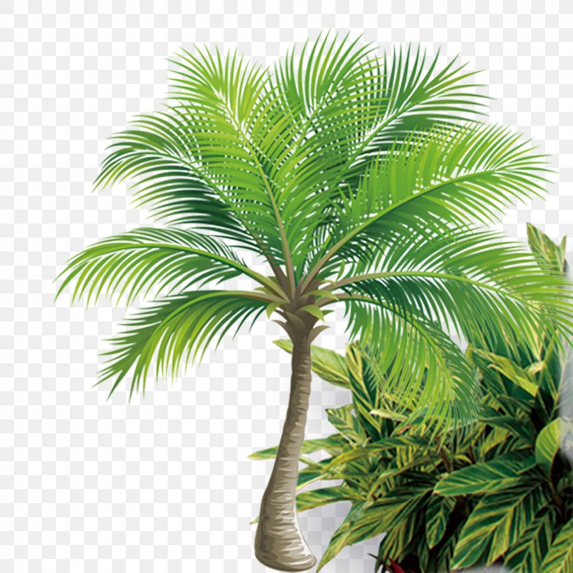 Coconut Tree Icon, PNG, 827x827px, Arecaceae, Arecales, Attalea Speciosa, Borassus Flabellifer, Coconut Download Free