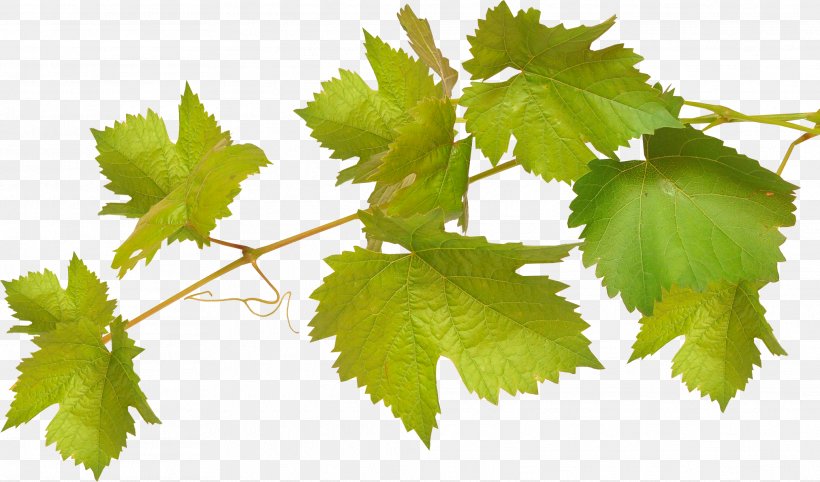 Common Grape Vine Wine Grape Leaves Viticulture, PNG, 2024x1191px, Common Grape Vine, Branch, Distilled Beverage, Dolma, Food Download Free