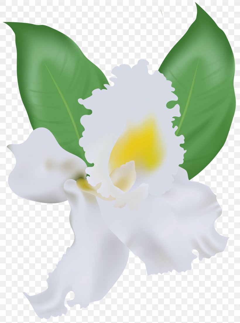 Flower Clip Art, PNG, 5941x8000px, Flower, Art Museum, Arumlily, Flowering Plant, Flowers Gallery Download Free
