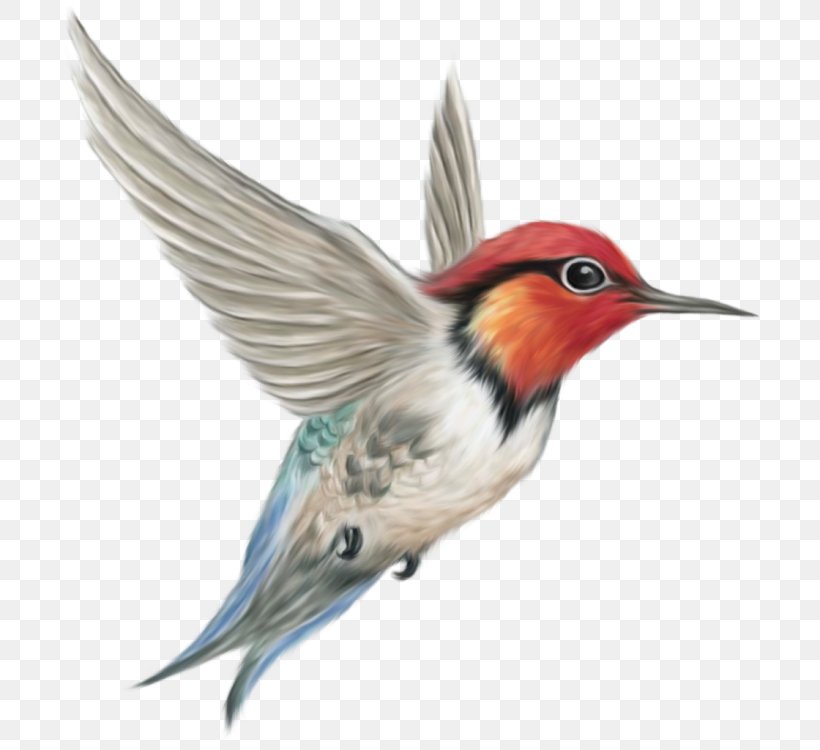 Hummingbird Clip Art Finches, PNG, 700x750px, Bird, Beak, Fauna, Feather, Finch Download Free