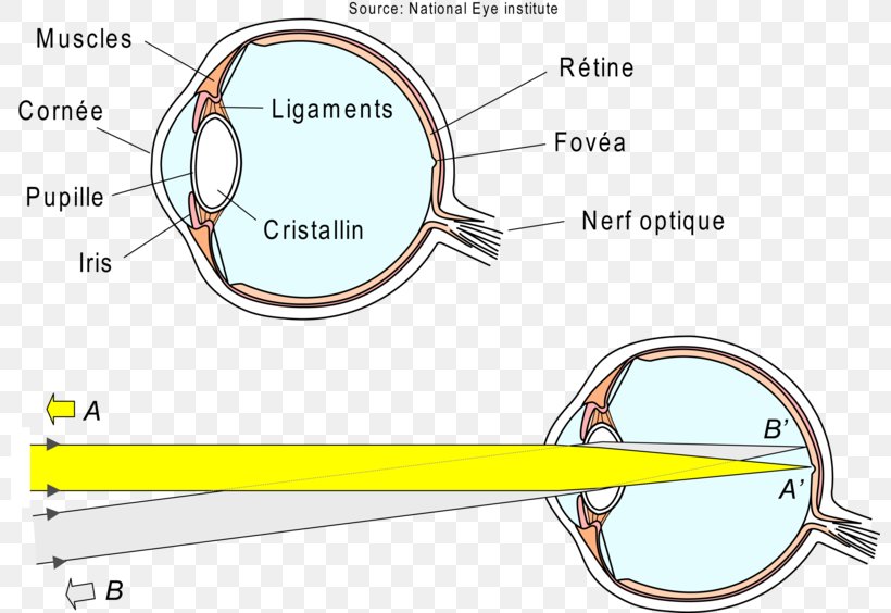 Light Eye Refraction Retina Visual Perception, PNG, 800x564px, Watercolor, Cartoon, Flower, Frame, Heart Download Free