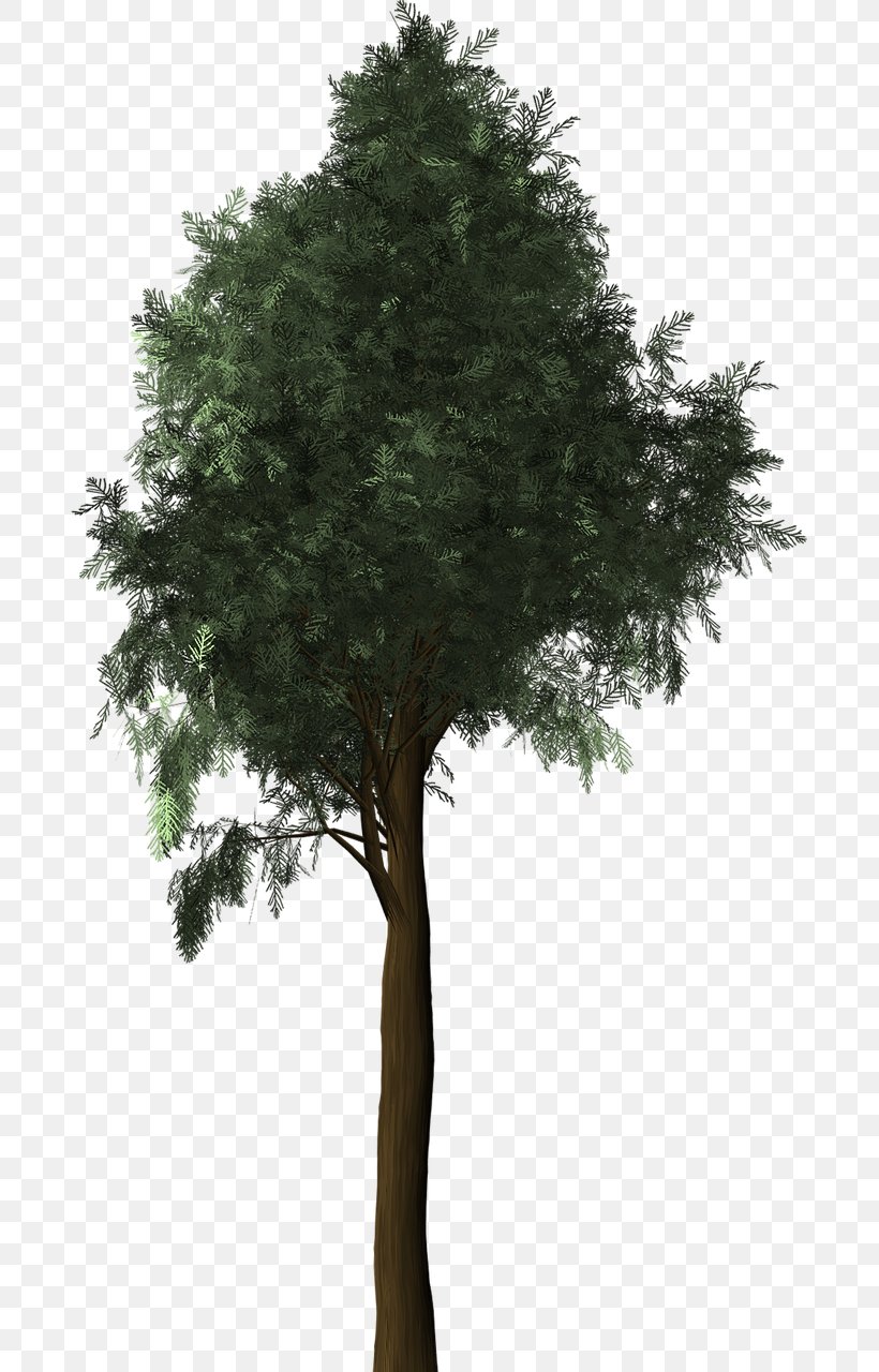 Mediterranean Cypress Evergreen Tree Plant, PNG, 687x1280px, Mediterranean Cypress, Branch, Cupressaceae, Cupressus, Evergreen Download Free
