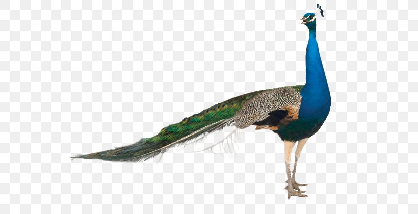 Pavo Stock Photography Asiatic Peafowl Clip Art, PNG, 610x420px, Pavo, Asiatic Peafowl, Beak, Bird, Drawing Download Free