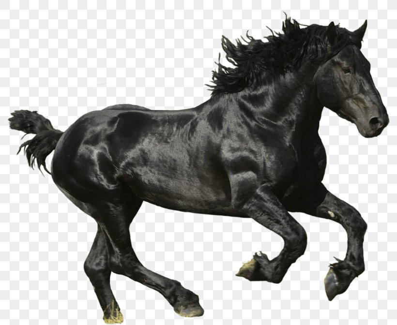 American Paint Horse Mustang Thoroughbred Trakehner Black, PNG, 800x672px, Percheron, Art, Black, Drawing, Equestrian Download Free