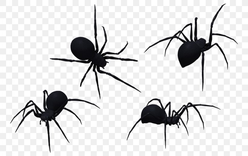 Redback Spider Southern Black Widow Brown Widow Clip Art, PNG, 1024x645px, Spider, Ant, Arachnid, Arthropod, Black And White Download Free