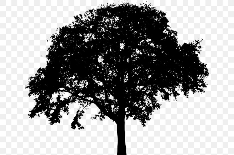 Royalty-free Silhouette Tree Clip Art, PNG, 768x545px, Royaltyfree, Black And White, Branch, Leaf, Monochrome Download Free