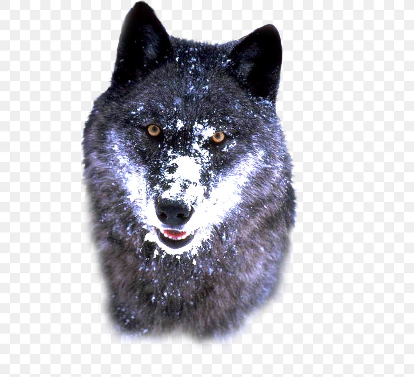 Alaskan Tundra Wolf Bosnian Coarse-haired Hound Arctic Wolf Siberian Husky, PNG, 498x746px, Alaskan Tundra Wolf, Animal, Arctic Wolf, Bosnian Coarsehaired Hound, Bozkurt Download Free