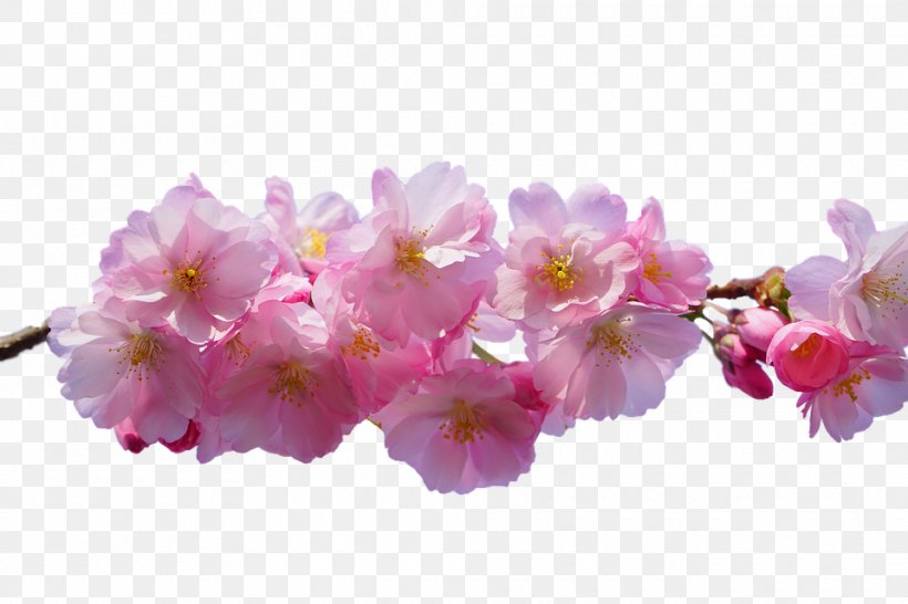 Cherry Blossom Flower East Asian Cherry, PNG, 960x640px, Cherry Blossom, Blossom, Branch, Cherry, East Asian Cherry Download Free