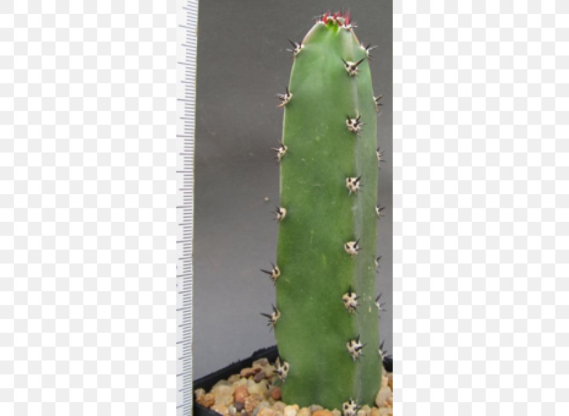 Eastern Prickly Pear Nopalito Triangle Cactus San Pedro Cactus, PNG, 600x600px, Eastern Prickly Pear, Acanthocereus, Acanthocereus Tetragonus, Cactus, Caryophyllales Download Free