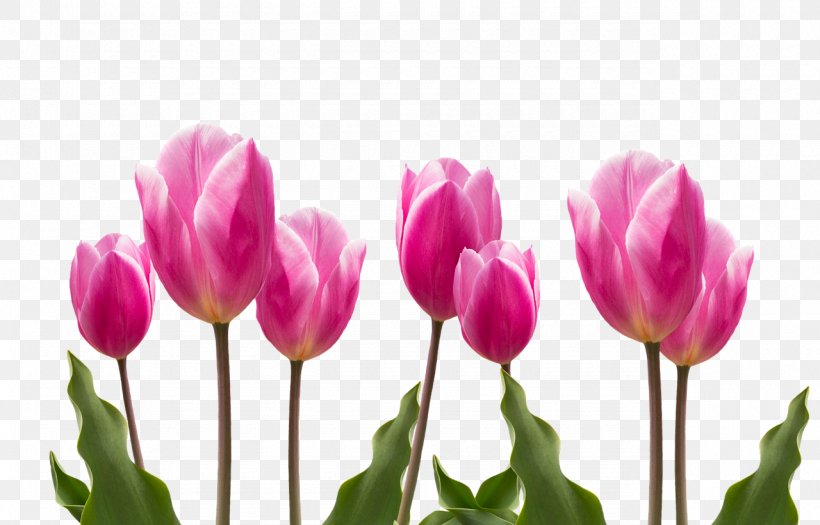Flower Tulip Plant Pink, PNG, 1280x820px, Flower, Bud, Color, Cut Flowers, Flowering Plant Download Free