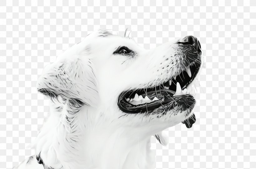 Golden Retriever Background, PNG, 2456x1628px, Cute Dog, Animal, Blackandwhite, Canidae, Carnivore Download Free