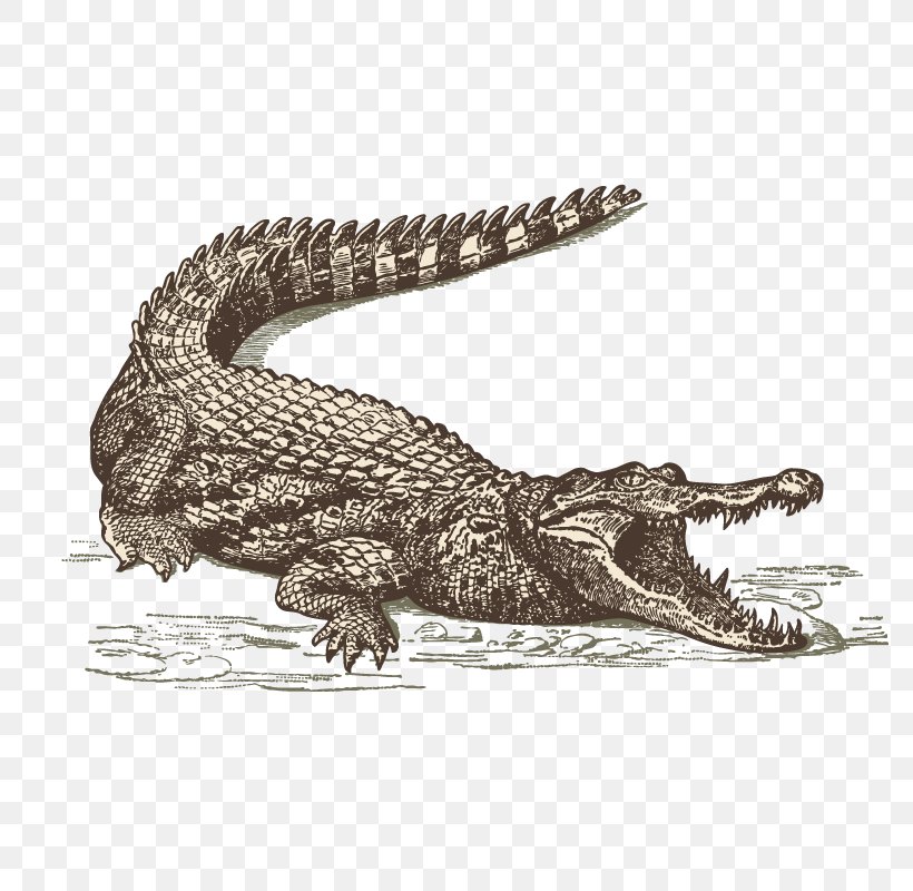 International Drive Orlando Crocodile Everglades Restaurant, PNG, 800x800px, International Drive, Alligator, Chef, Crocodile, Crocodilia Download Free