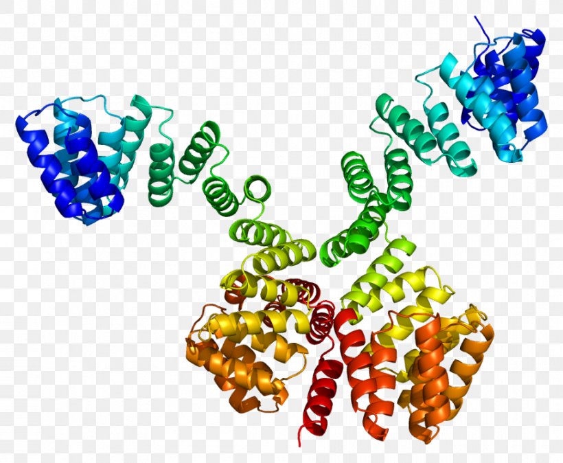 OGT Protein O-GlcNAc Transferase Enzyme O-linked Glycosylation, PNG, 913x751px, Transferase, Art, Bead, Body Jewelry, Enzyme Download Free