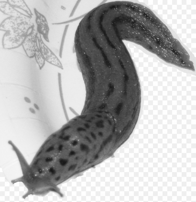 Slug Terrestrial Animal Tail White, PNG, 1046x1078px, Slug, Animal, Black And White, Invertebrate, Organism Download Free