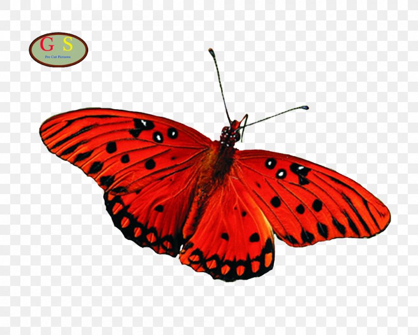 Butterfly Greta Oto Desktop Wallpaper Aglais Io, PNG, 1000x800px, Butterfly, Aglais Io, Arthropod, Brush Footed Butterfly, Butterflies And Moths Download Free