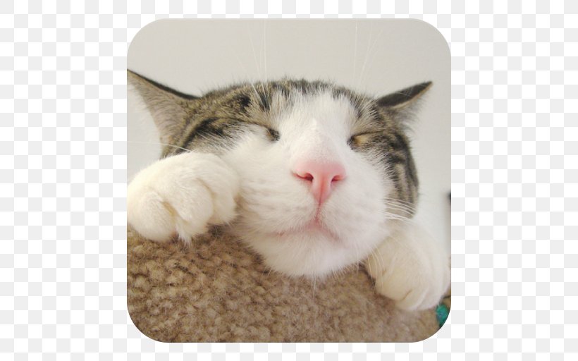 CATS: Crash Arena Turbo Stars Felidae Wildcat Desktop Wallpaper, PNG, 512x512px, Cat, Aegean Cat, Android, Big Cat, Cat Like Mammal Download Free