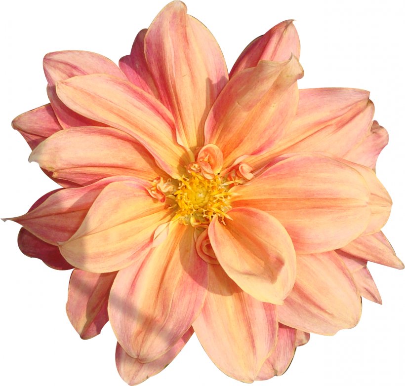 Flower Bouquet Rose Clip Art, PNG, 1282x1224px, Flower, Annual Plant, Blossom, Cut Flowers, Dahlia Download Free