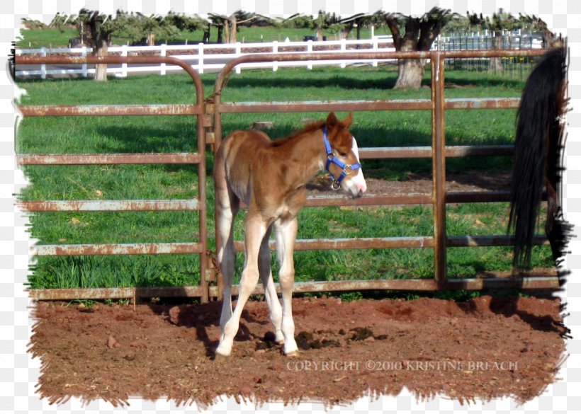 Foal Mustang Colt Stallion Mare, PNG, 1260x900px, Foal, Bit, Bridle, Colt, Farm Download Free