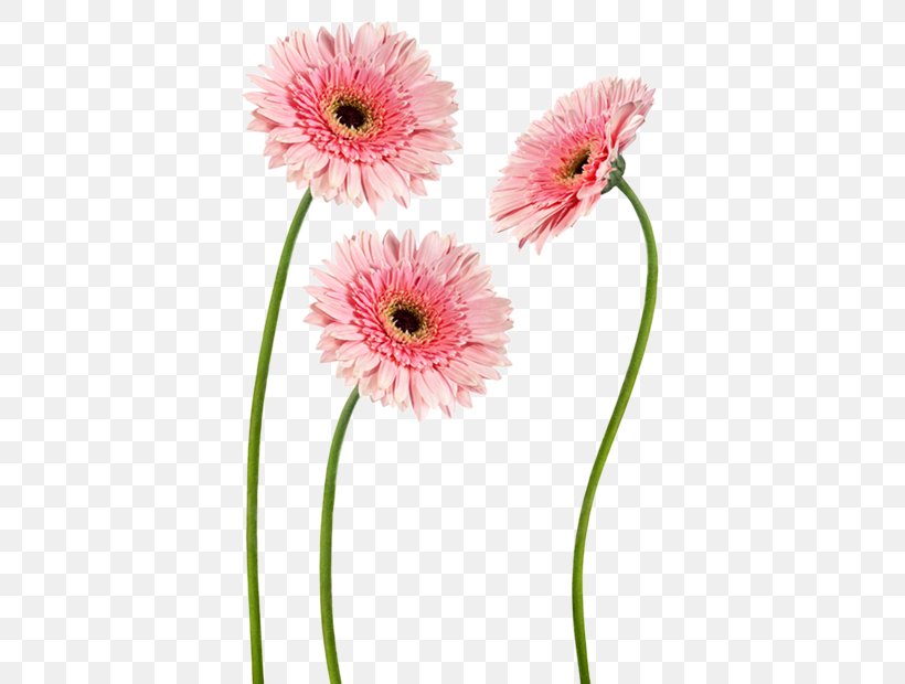 Transvaal Daisy Cut Flowers Decal Sticker, PNG, 620x620px, Transvaal Daisy, Auglis, Color, Cut Flowers, Daisy Download Free