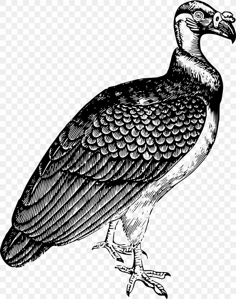 Turkey Vulture Clip Art, PNG, 1895x2400px, Turkey Vulture, Beak, Bearded Vulture, Bird, Bird Of Prey Download Free