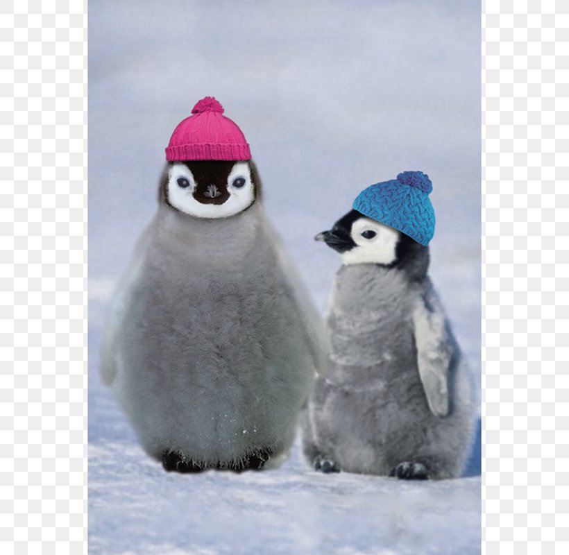 Emperor Penguin Adélie Penguin Antarctic Little Penguin, PNG, 800x800px, Penguin, Antarctic, Askfm, Beak, Bird Download Free