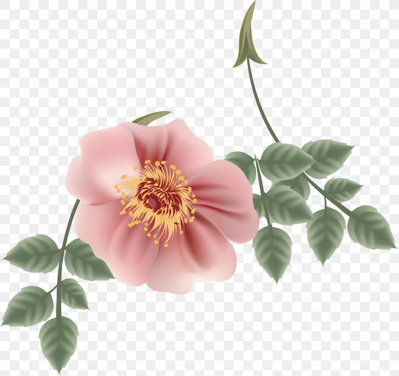 Flower Petal, PNG, 1615x1521px, Flower, Cartoon, Flowering Plant, Gratis, Petal Download Free