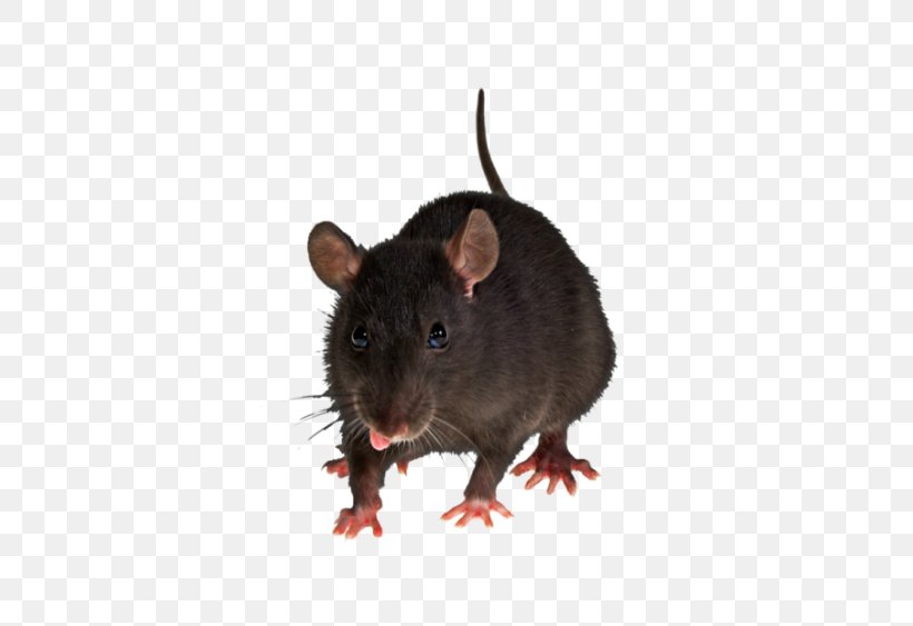 Brown Rat Mouse Rodent Pest Control, PNG, 563x563px, Brown Rat, Animal, Exterminator, Fancy Rat, Fauna Download Free