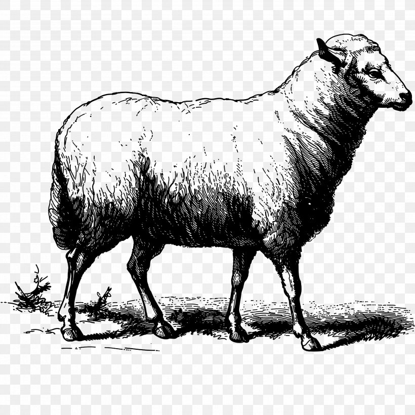 Sheep Goat Drawing, PNG, 3508x3508px, Sheep, Black And White, Can Stock Photo, Cattle Like Mammal, Cow Goat Family Download Free