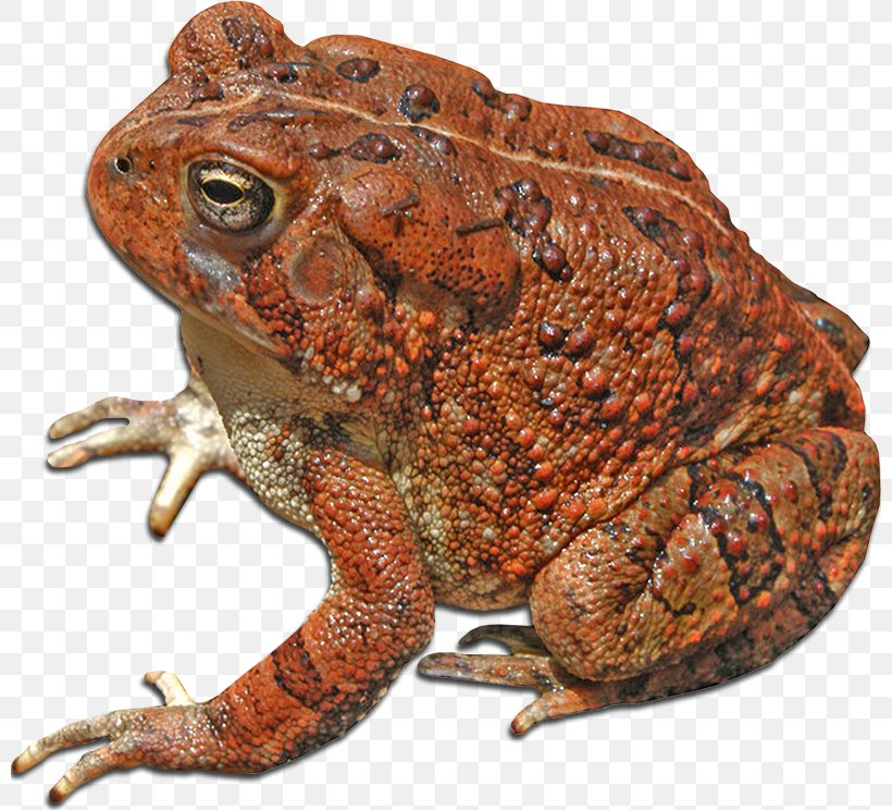 American Bullfrog True Frog Toad Reptile, PNG, 800x744px, American Bullfrog, Amphibian, Animal, Bullfrog, Fauna Download Free