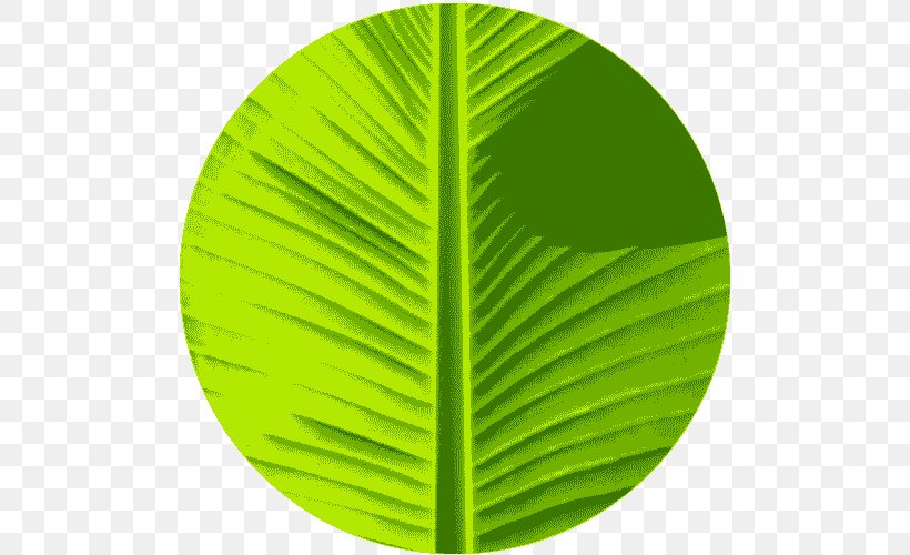 Banana Leaf Green Color, PNG, 500x500px, Banana Leaf, Banana, Cartoon, Color, Grass Download Free
