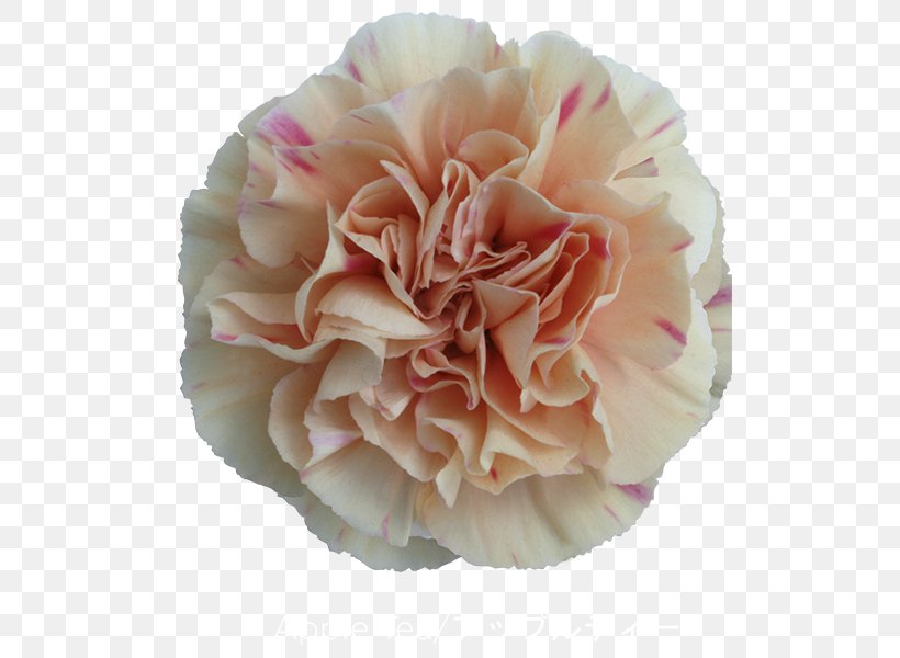 Cabbage Rose Carnation Cut Flowers Mother's Day, PNG, 600x600px, Cabbage Rose, Burgundy, Carnation, Colibri Flowers Sa, Cut Flowers Download Free