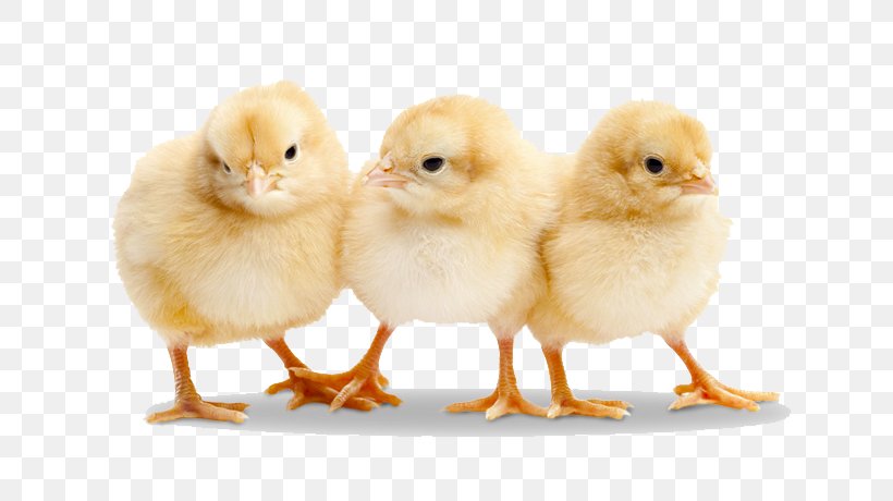 Chicken Duck Broiler Poultry Stock Photography, PNG, 764x460px, Orpington Chicken, Beak, Bird, Broiler, Chicken Download Free
