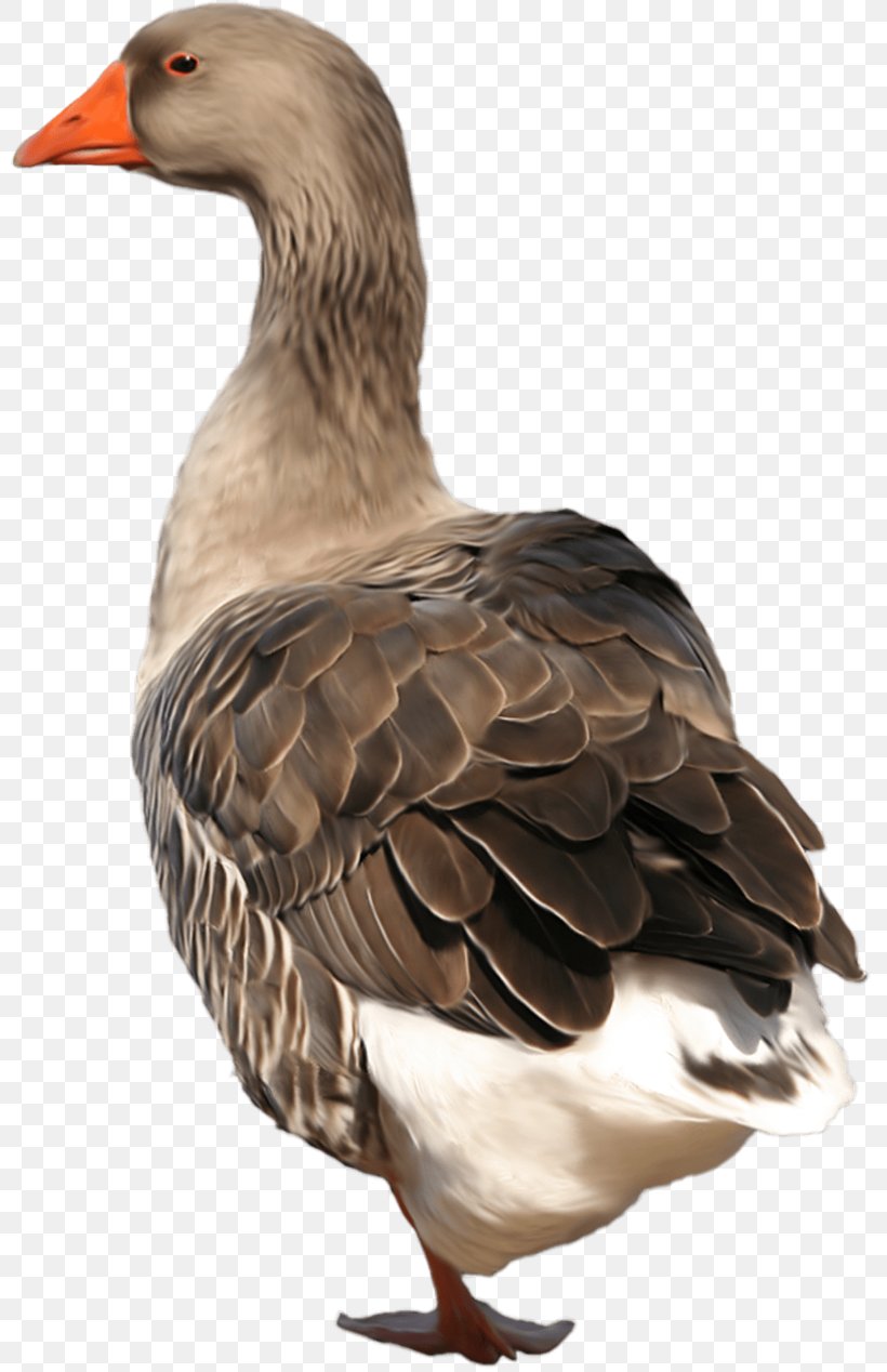 Grey Background, PNG, 800x1268px, Goose, American Black Duck, Beak, Bird, Canada Goose Download Free