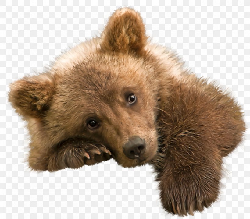 Grizzly Bear Polar Bear Kodiak Bear Image, PNG, 1280x1123px, Bear, American Black Bear, Animal, Animal Figure, Brown Download Free