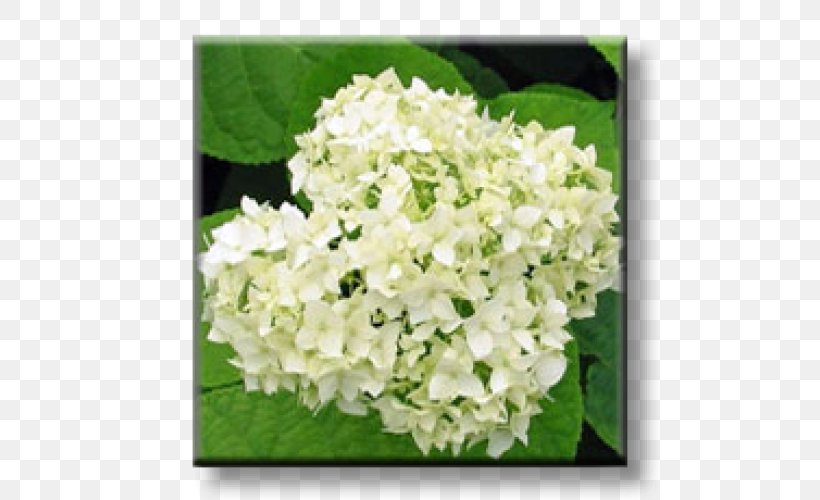 Hydrangea Byala, Ruse Province Shrub Cut Flowers Garden, PNG, 500x500px, Hydrangea, Broadleaved Tree, Bulgaria, Cornales, Cut Flowers Download Free