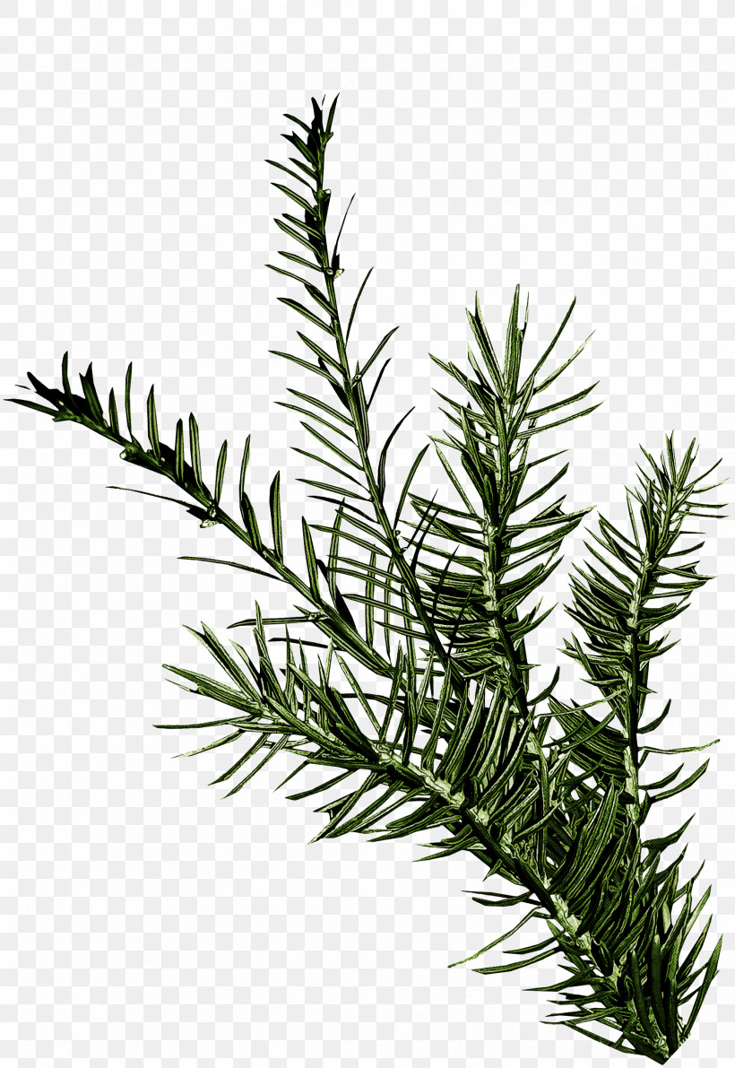 Rosemary, PNG, 1863x2708px, Shortleaf Black Spruce, American Larch, Balsam Fir, Branch, Canadian Fir Download Free