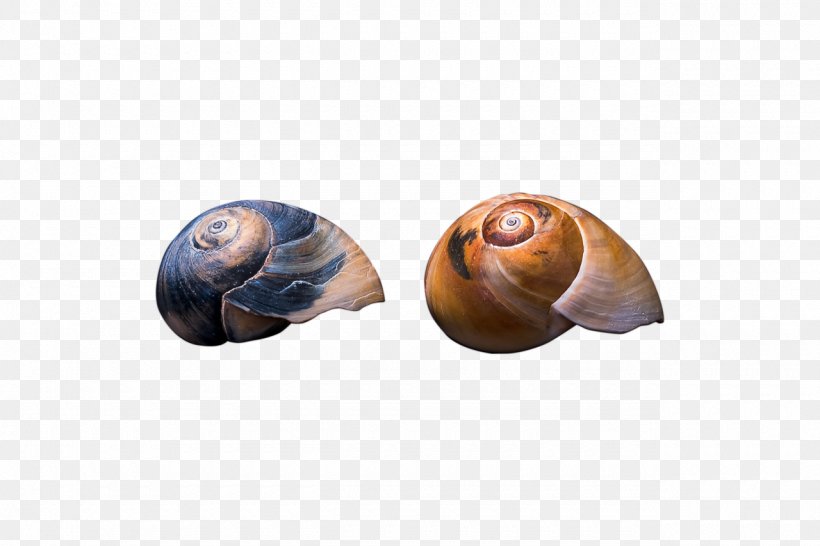 Sea Snail Gastropods Seashell Slug, PNG, 1280x853px, Snail, Gastropods, Molluscs, Sea, Sea Snail Download Free