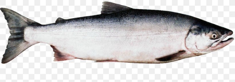 Coho Salmon Sockeye Salmon Chinook Salmon Chum Salmon, PNG, 1024x360px, Coho Salmon, Animal Figure, Animal Source Foods, Bony Fish, Chinook Salmon Download Free