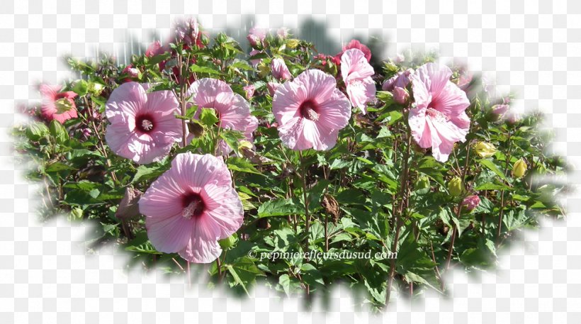 Flower Mallows Hibiscus Moscheutos Common Hibiscus Hibiscus Coccineus, PNG, 992x553px, Flower, Annual Plant, Common Hibiscus, Flower Arranging, Flowering Plant Download Free