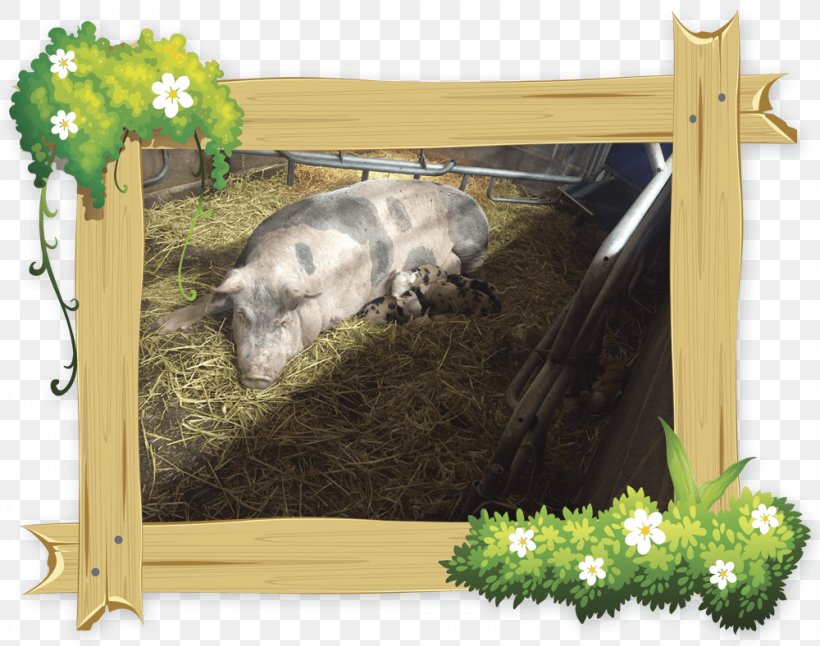 Pig Fauna Picture Frames Wildlife, PNG, 1000x789px, Pig, Fauna, Grass, Livestock, Mammal Download Free