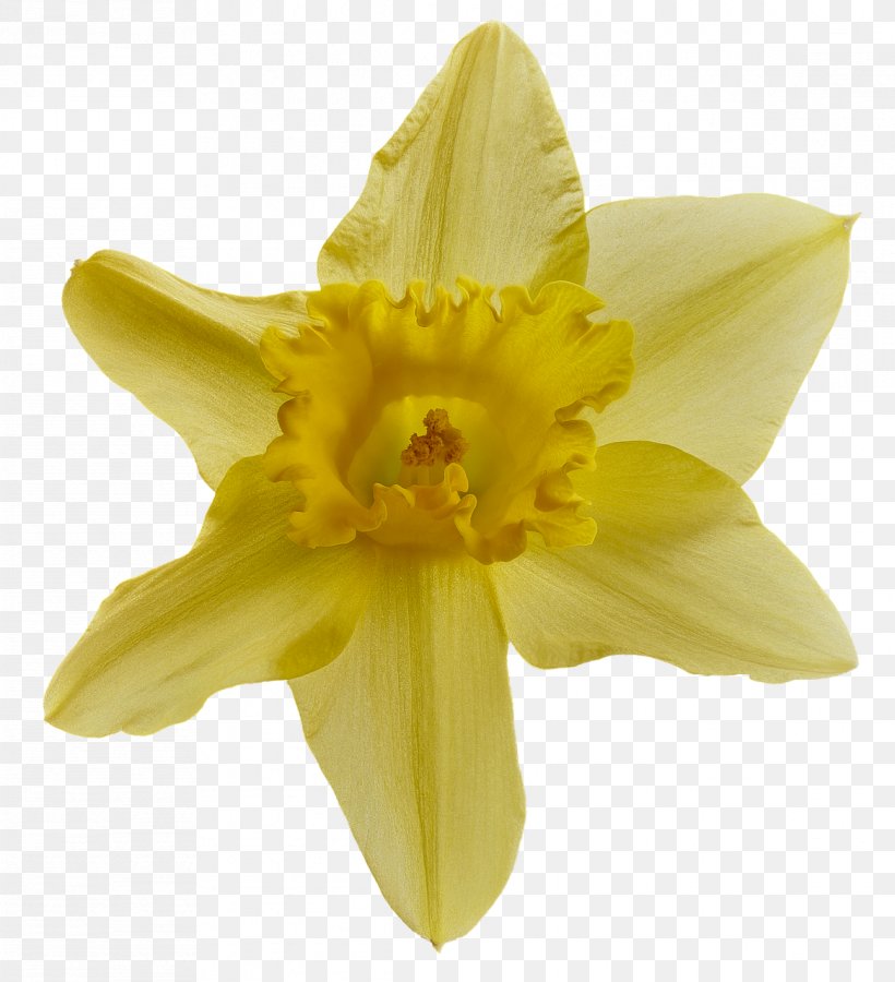 Wild Daffodil Desktop Wallpaper Image Jonquille, PNG, 1166x1280px, Wild ...