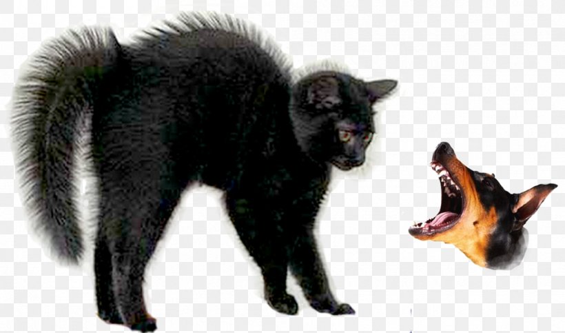 Black Cat Halloween Ragdoll Kitten Black Panther, PNG, 1011x596px, Black Cat, Black, Black Panther, Carnivoran, Cat Download Free