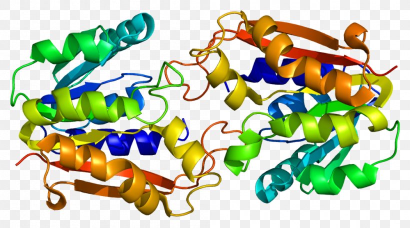 Guanidinoacetate N-methyltransferase Protein Glycocyamine Catechol-O-methyltransferase, PNG, 999x556px, Watercolor, Cartoon, Flower, Frame, Heart Download Free