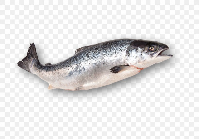 Sardine Smoked Salmon Fish Products Atlantic Salmon, PNG, 1072x747px, Sardine, Anchovy, Atlantic Salmon, Barramundi, Bonito Download Free